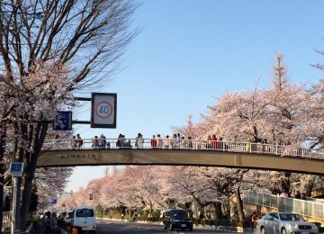 くにたち大学通りの歩道橋桜風景